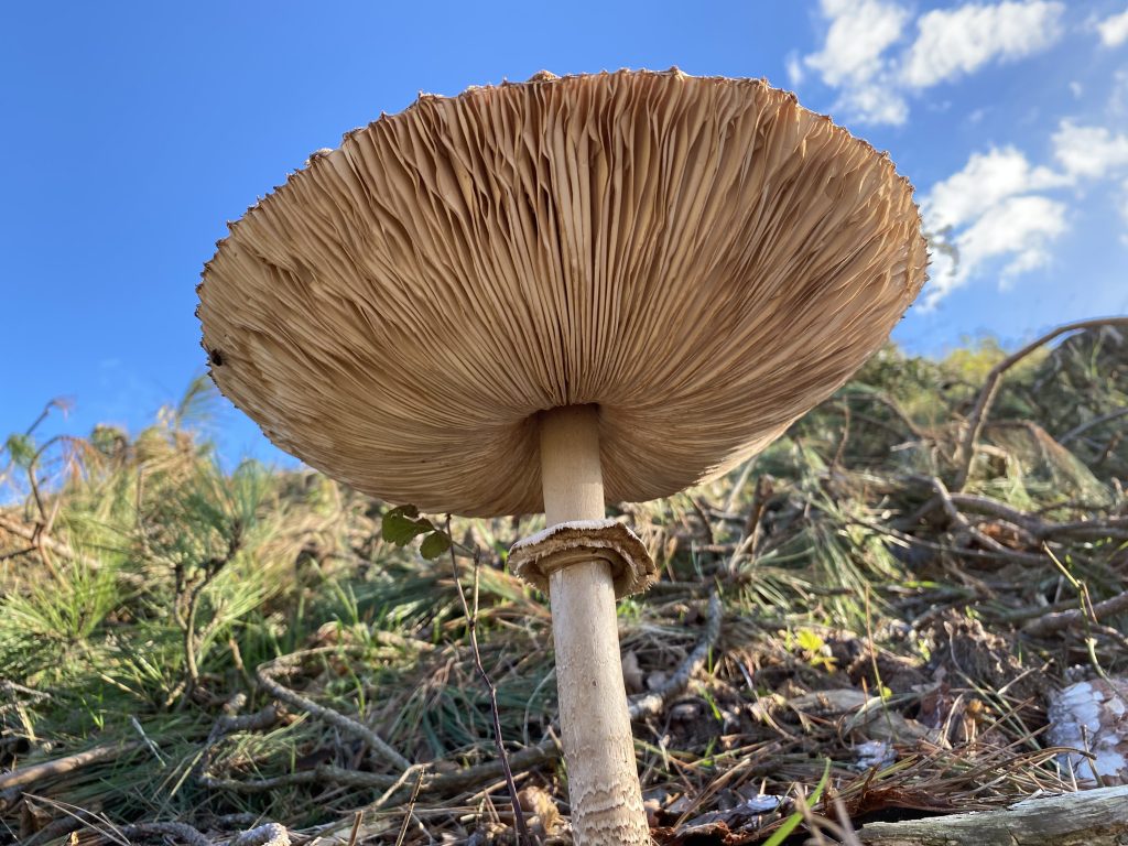 Natuur | Paddenstoelen 1